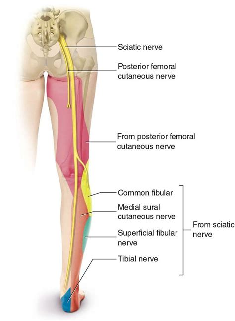 Nervul sciatic